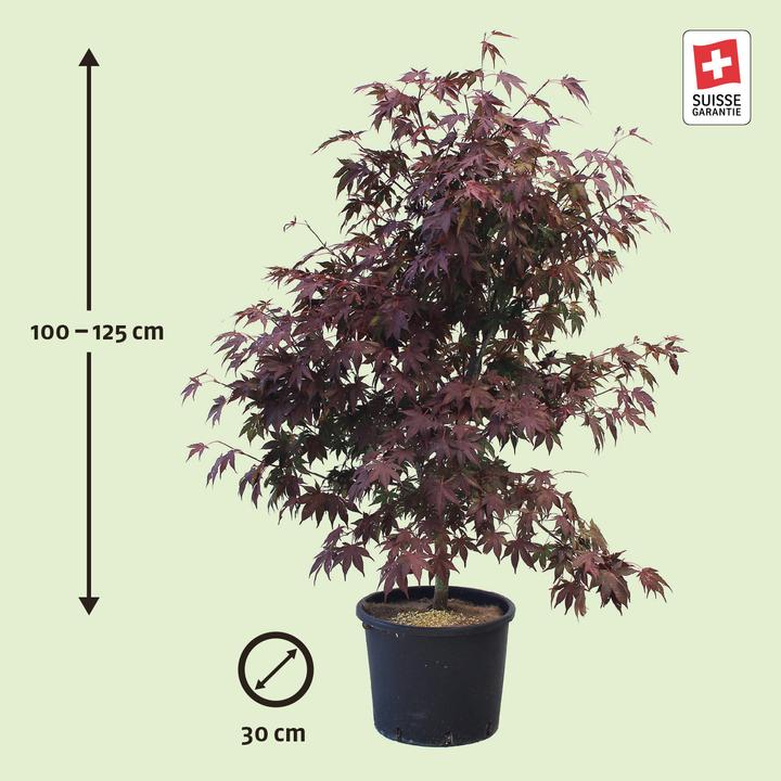 Actual product image Zulauf Japanischer Fächer-Ahorn / Acer palmatum 'Atropurpureum' (125 cm)