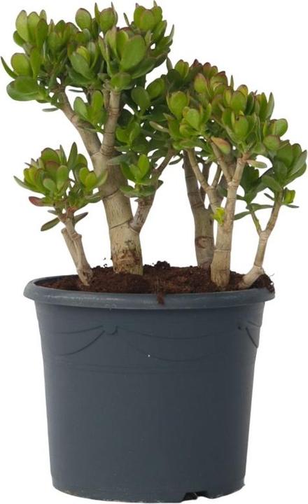 Actual product image Plant in a Box Crassula ovata Minor - Jade plant (60 cm)