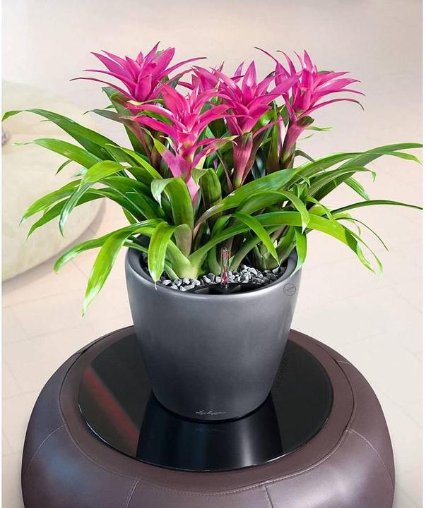 Produktbild Lechuza Classico (22 cm)