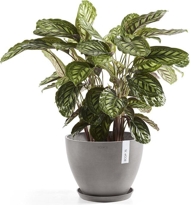 Immagine prodotto Ecopots Saucer Round