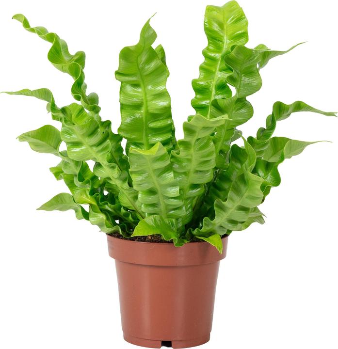 Image du produit Flowerbox Nestfarn - Asplenium nidus 'Crispy Wave' (25 cm)