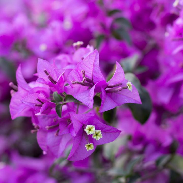 Produktbild Plant in a Box Bougainvillea 'Alexandra' (50 cm)