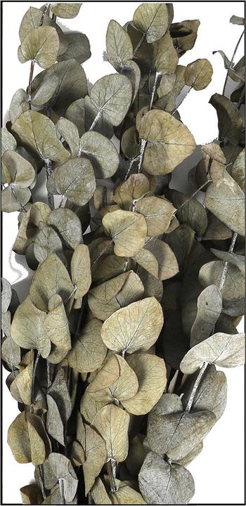 Actual product image Dijk Eucalyptus - Eucalyptus (Dried flowers)