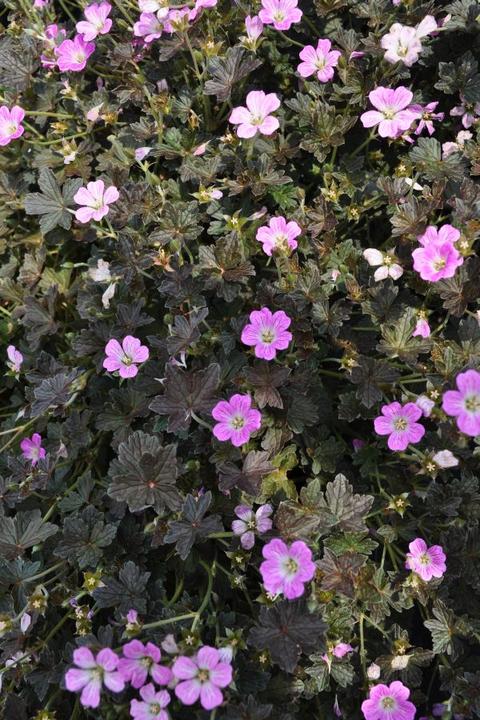 Actual product image Säntispracht The Creeping Cranesbill - Geranium pratense 'Orkney Cherry' (40 cm)