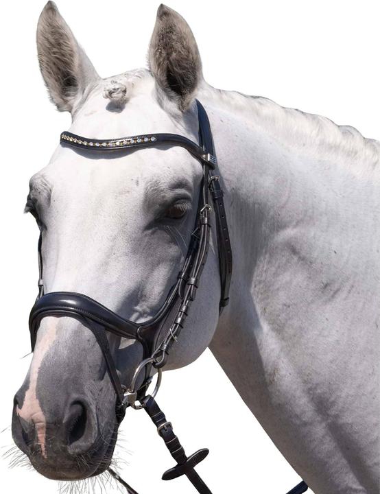 Premier Equine Palazzo