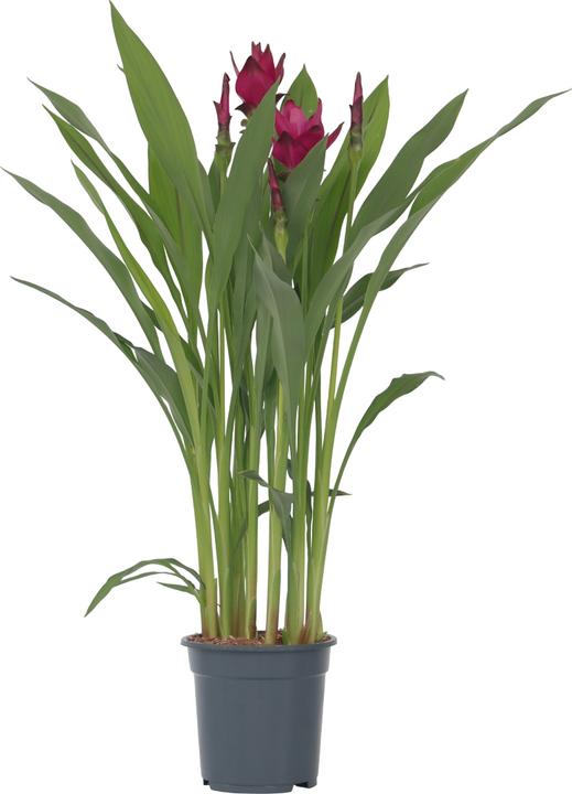 Image du produit Plant in a Box Curcuma alismatifolia - Curcuma (80 cm)