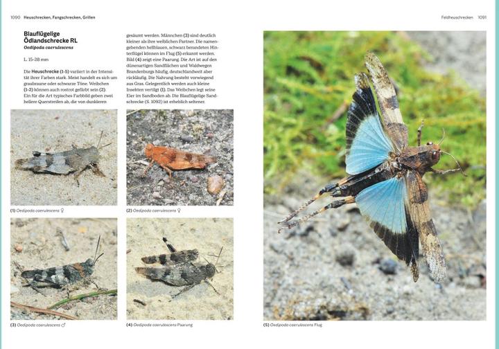 Produktbild Das grosse Handbuch Insekten (Deutsch, Ewald Gerhardt, 2021)
