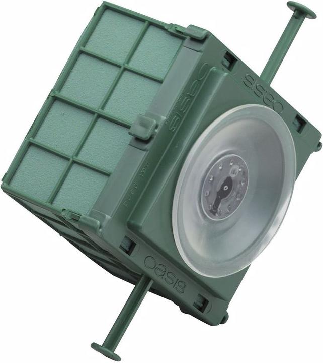Actual product image Oasis Auto Corso 11 x 11 x 9 cm, 6 pieces