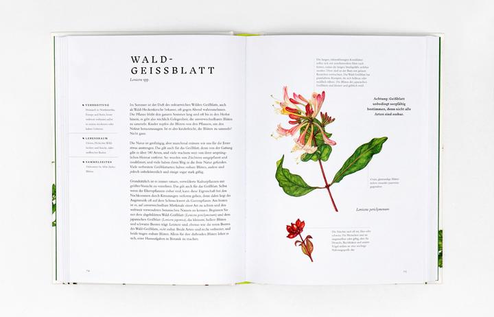 Produktbild Essbare Wildpflanzen (Deutsch, Liz Knight, Wiebke Krabbe, Rachel Pedder-Smith, 2021)
