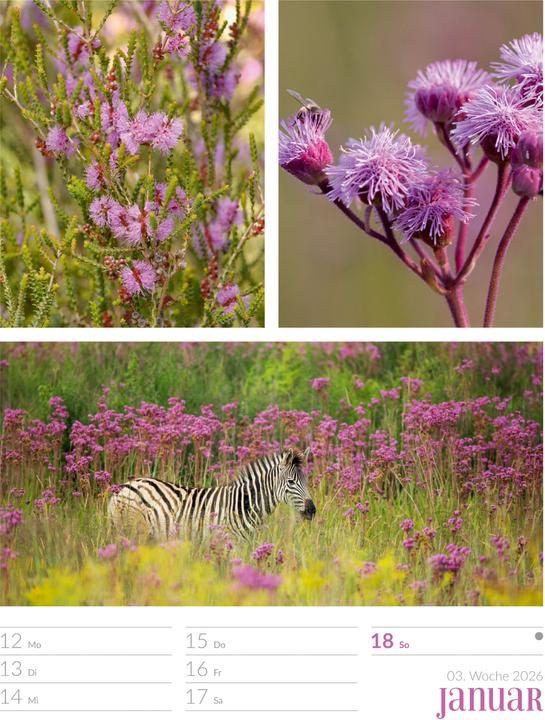 Actual product image Farben der Natur - Wochenplaner Kalender 2026 (25 x 33 cm, Hardcover, German)