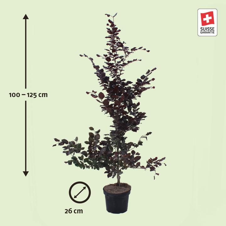 Produktbild Zulauf Blut-Buche / Fagus syl. 'Purpurea' (125 cm)