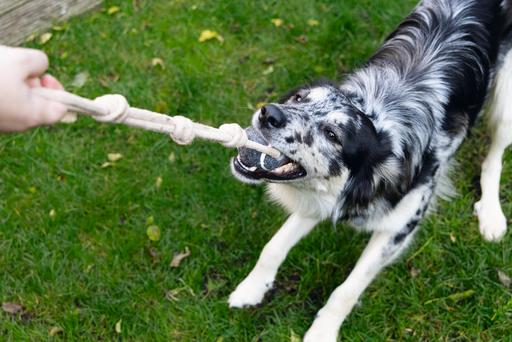 Produktbild Beeztees Minus One Tennisball (Ballspielzeug Hund)