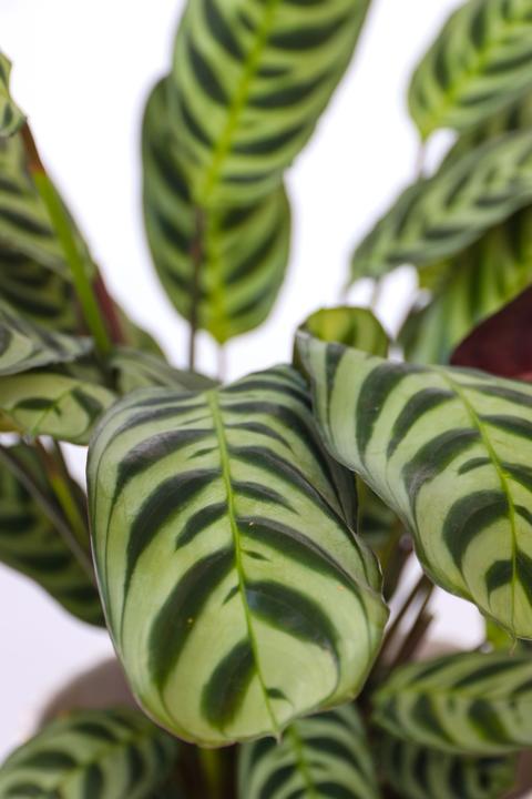 Produktbild Plant in a Box Ctenanthe burle-marxii - Zebrapflanze (25 cm)