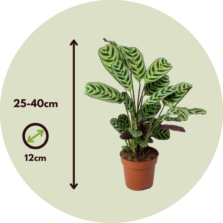 Produktbild Plant in a Box Ctenanthe burle-marxii - Zebrapflanze (25 cm)