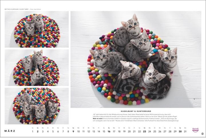 Produktbild Heye Whiskas Katzenkalender 2025 (45 x 30 cm, Harter Einband, Deutsch)