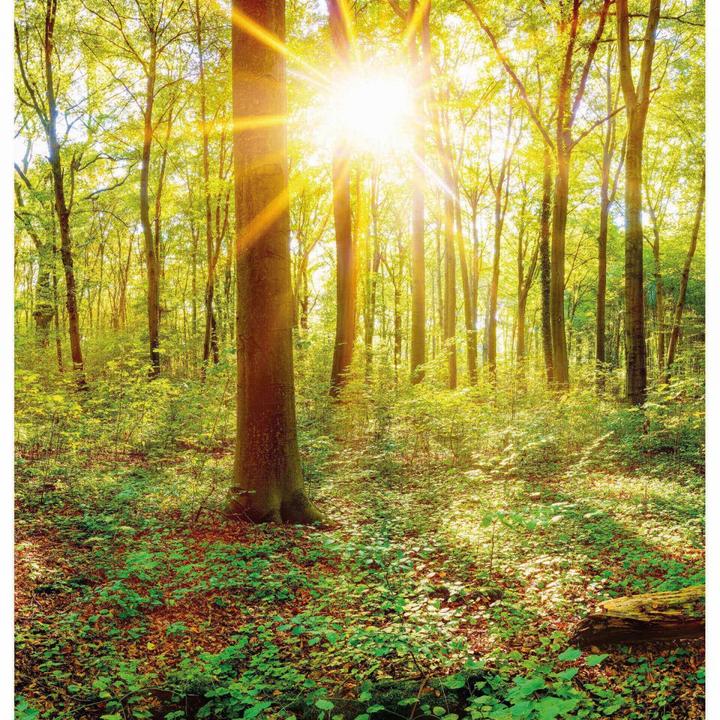 Image du produit Trenddeko Au coeur de la forêt (672 x 260 cm)