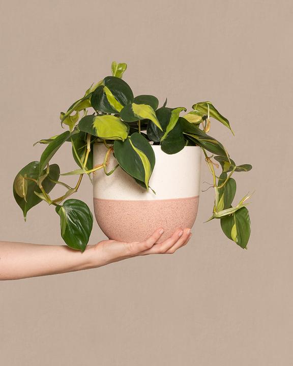 Immagine prodotto feey Philodendron scandens Brasil (25 cm, Appena rinvasata)