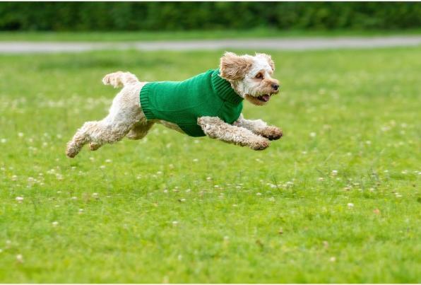 Actual product image Chiara Pullover Elli (40, Dog jumper)