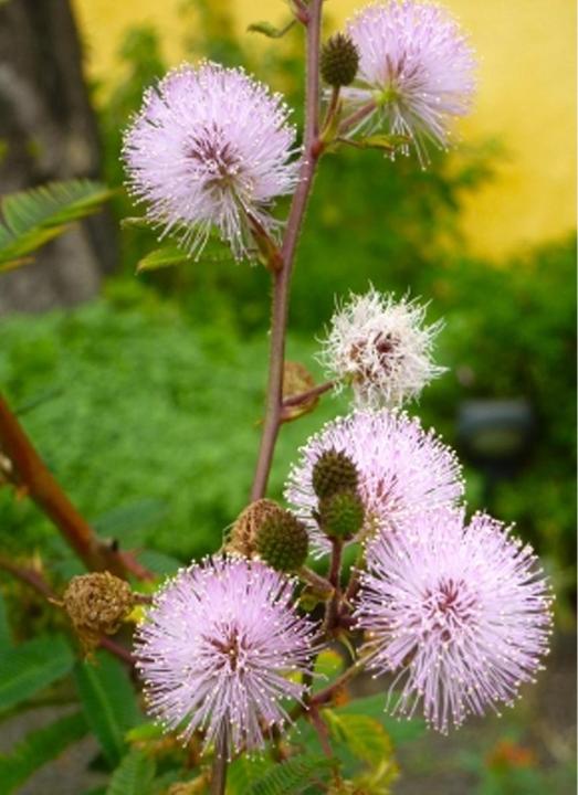 Produktbild Tropica Echte Mimose Mimosa Pudica (Blumensamen)