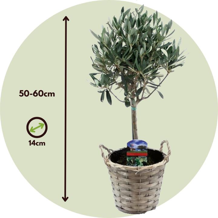 Immagine prodotto Plant in a Box Olea Europaea - Olivo in un cestino (45 cm)