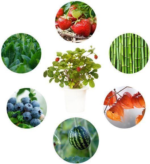 Image du produit Click and Grow Kit expérimental (Germes)