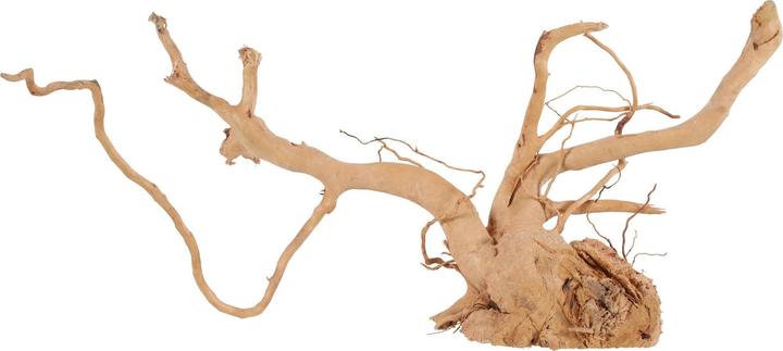 Immagine prodotto Zolux Ragno delle radici giapponese 50-60 cm (Decorazione, altre voci)