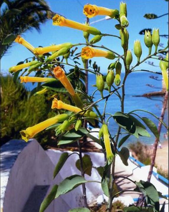 Produktbild Tropica Blaugrüner Tabak (Nicotiana glauca)