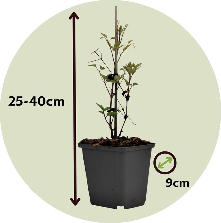 Produktbild Plant in a Box Clematis hybrid taiga - 4er Set Klematis (25 cm)