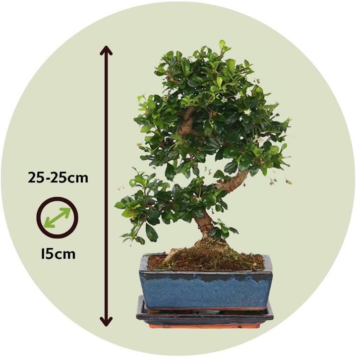 Actual product image Plant in a Box Carmona microphylla - Bonsai trees (20 cm)