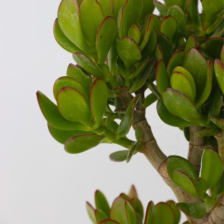 Actual product image Plant in a Box Crassula ovata Minor - Jade plant (60 cm)