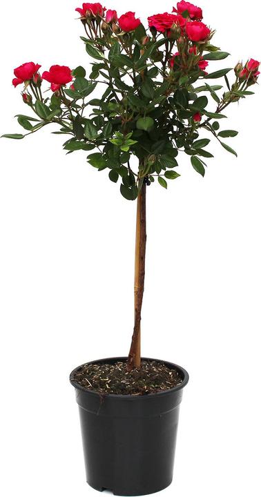 Actual product image Zulauf Floribundarose / Rosa 'Fuchsia Terrazza (70 cm)