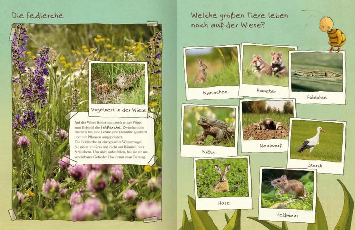 Image du produit Die kleine Hummel Bommel entdeckt die Wiese (Allemand, Britta Sabbag Sabbag, Maite Kelly, 2019)