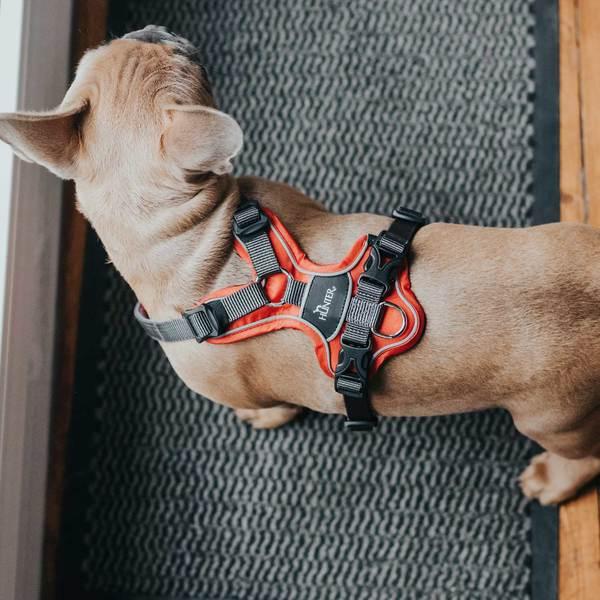 Immagine prodotto Hunter Stoviglie Divo (L, XL, Cane, Generale)