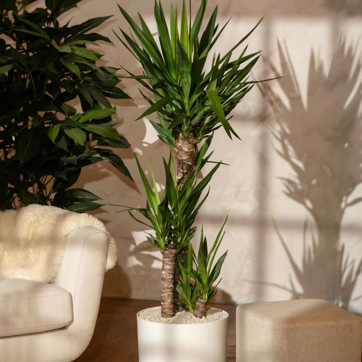 Image du produit Plant in a Box Yucca Elephantipes - Palmlelie (70 cm)