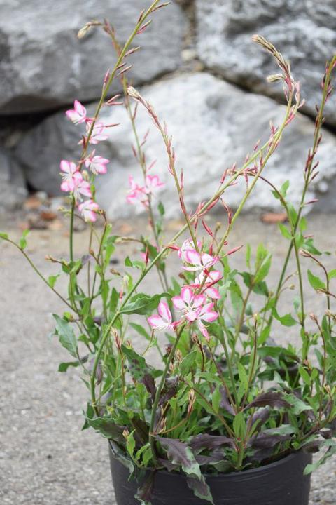 Produktbild Säntispracht Die Prachtkerze, ein Sommerdauerblüher - Gaura lindheimeri 'Rosyjane' (50 cm)