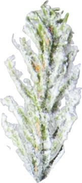 Image du produit Star Trading Uppsala Snow (210 cm)