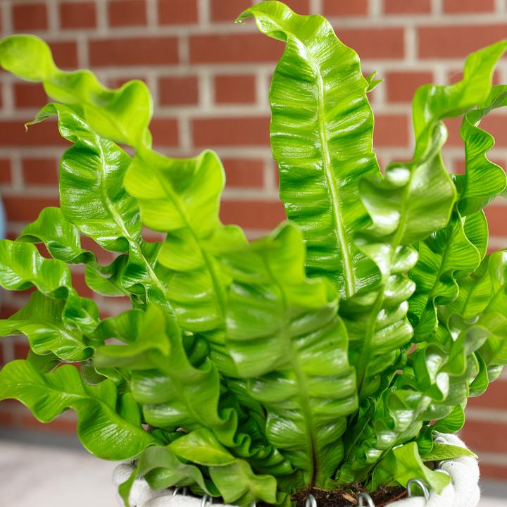 Image du produit Flowerbox Nestfarn - Asplenium nidus 'Crispy Wave' (25 cm)
