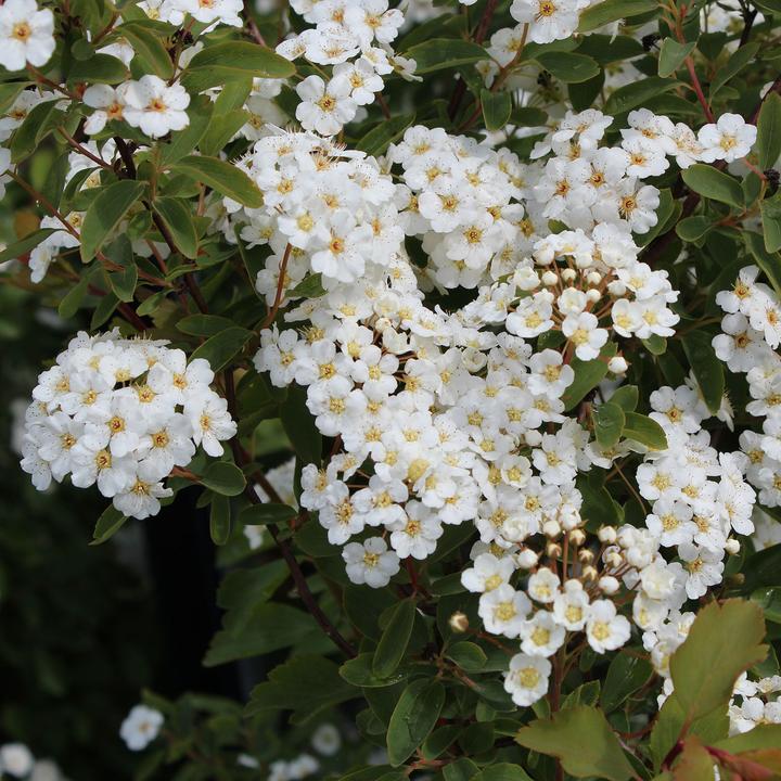 Produktbild Zulauf Pracht-Spiere / Spiraea vanhouttei (100 cm)