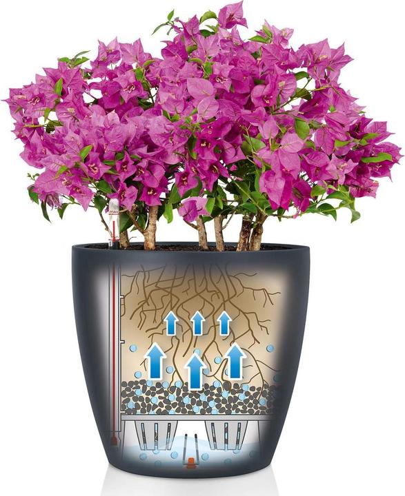 Immagine prodotto Lechuza Colore Classico (21.50 cm)