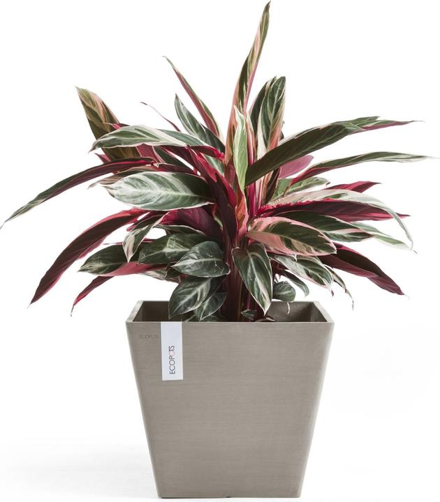Actual product image Ecopots Rotterdam (40 cm)