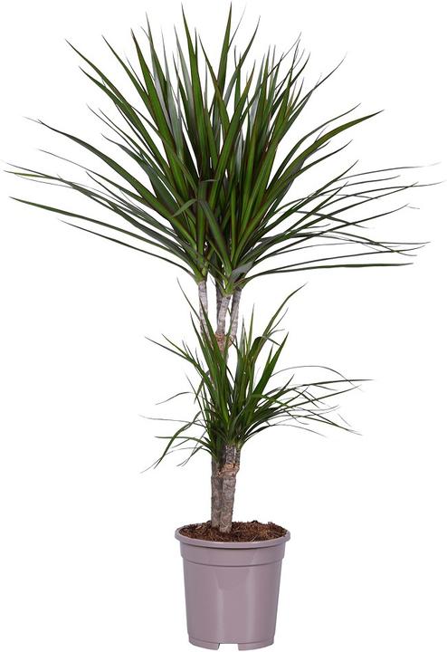 Produktbild Rutishauser Dracaena (100 cm)