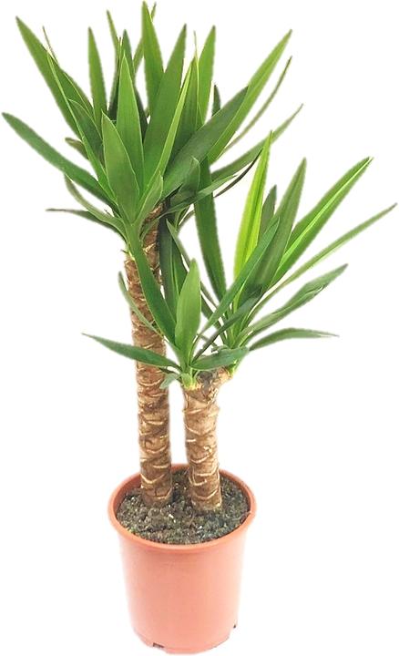 Produktbild Rutishauser Yucca-Palme (90 cm)