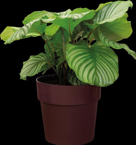 Produktbild Elho b.for original (18 cm)