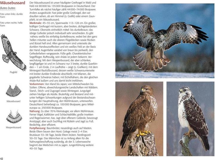 Produktbild Greifvögel & Eulen (Deutsch, Walther Thiede, 2019)