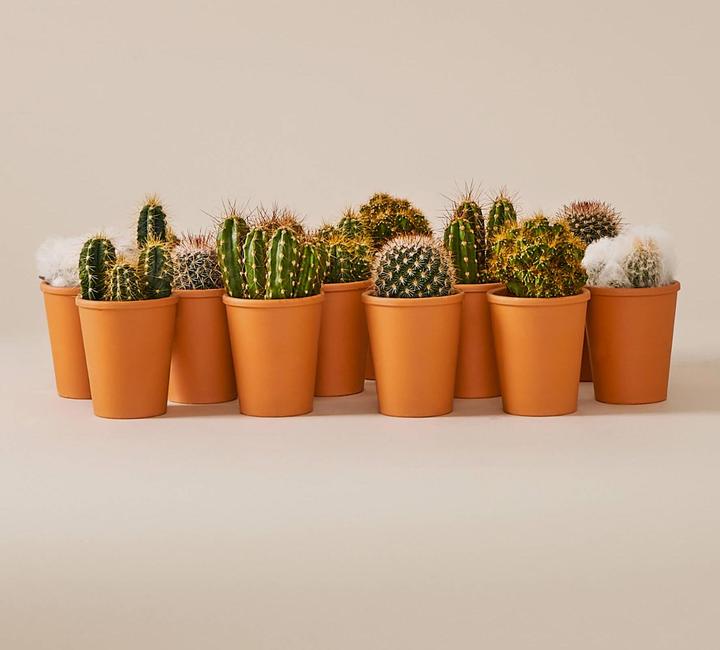 Produktbild Mary and Plants Mini-Kakteen 5er Set mit Terrakotta Topf (15 cm)