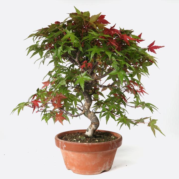 Immagine prodotto Bonsai.ch Acer deshojo Rotgrüner Fächerahorn cm
