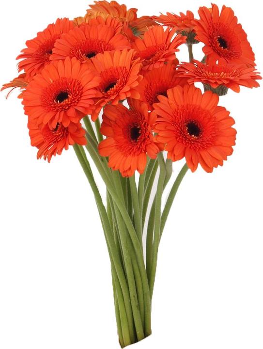 Immagine prodotto Floramall Germini arancione 20 steli (Fiori recisi)