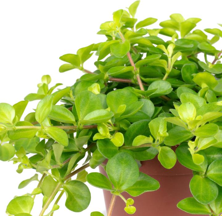 Image du produit Flowerbox Poivre nain "Smit Rondo Venetiano" - Peperomia rotundifolia (20 cm)
