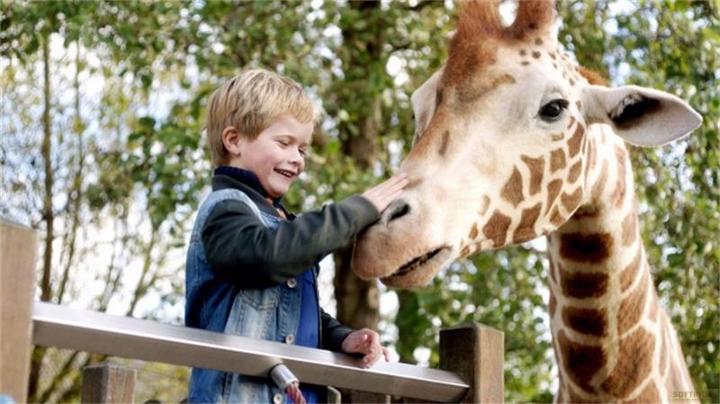 Image du produit Plaion Mon amie la girafe (Blu-ray, 2017, Allemand)