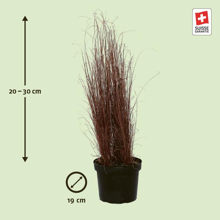 Actual product image Zulauf Laîche de la Renarde (60 cm)